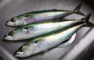sardines are commonly used in fish oils